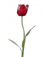 Tulp 2bld iced 65cm, Rood